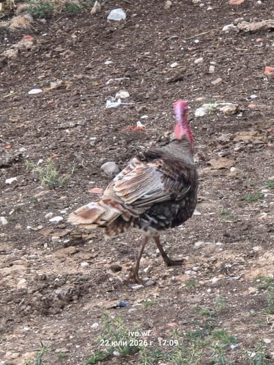 A turkey stands in a dirt lot with scattered stones and dry vegetation. The turkey has dark and light brown feathers and a pinkish-red neck. The background is a mix of dirt and small rocks. The date "22 юли 2026 г. 17:09" and "ivo.wf" are visible in the bottom right corner, indicating the image was taken on July 22, 2026, at 17:09. The location is specified as Chal, Bulgaria.