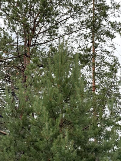 The image displays a dense canopy of pine trees against an overcast sky. In the foreground, a young pine sapling with vibrant green needles is prominent. Behind it, larger, mature pine trees with rougher bark and sparser foliage are visible. The overall environment appears to be a forest or a park setting, typical of a rural or suburban area like Озерное (майминский), Russia, characterized by coniferous vegetation. There are no people or animals in the frame, and the scene is static. The lighting is diffused, indicating an overcast day.