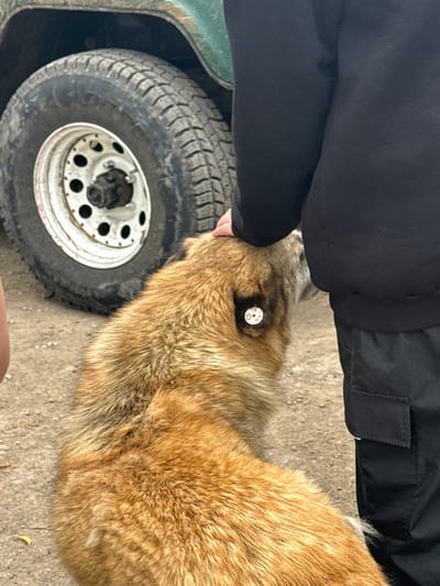 A medium shot shows a person petting a fox next to the wheel of a vehicle. The person is wearing black clothing. The fox has golden brown fur and a tag in its ear. The vehicle tire is dirty. The location appears to be outdoors on a concrete surface. There is no way to confirm it is in Haghartsin, Armenia.