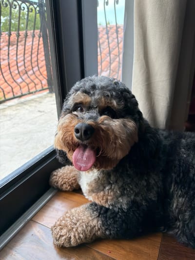 A black and tan poodle mix dog is lying on a wooden floor next to a large window. The dog's tongue is hanging out, and it appears to be panting. The window looks out onto a balcony with red-tiled roofs and a wrought-iron railing. A light-colored curtain is visible on the right side of the image. The scene is indoors, likely in a residential setting, possibly in Pinecrest, United States of America.