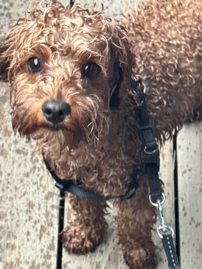 A small to medium-sized dog with curly, light brown fur is the primary subject of this close-up, high-angle photograph. The dog, possibly a poodle or a doodle mix, is lying down on a textured wooden surface, resembling a deck or boardwalk with distinct planks. Its head is slightly tilted, and it looks directly up at the camera with soft, dark eyes that reflect the ambient light, indicating a bright, likely sunny day. The dog has a dark nose and its fur appears slightly damp, enhancing the natural curl.
A black harness is visible around the dog's chest, and a black leash with a silver metal clip is attached to the harness, extending out of the frame to the right. The wooden planks beneath the dog also show signs of moisture or weathering. No people are visible in the image. The dog's expression conveys curiosity and attentiveness. There is no visible text in the image. The setting is outdoors, possibly in Московский, Russia, as per the provided context, although the visual elements do not specifically confirm this geographical location beyond a general outdoor environment.