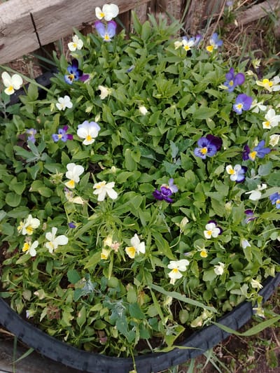 The image shows a close-up view of a dense planting of colorful pansies in a garden bed. The pansies are a mix of white, yellow, purple, and blue, with some having distinct facial markings. They are blooming profusely, creating a vibrant tapestry of color against the lush green foliage. The flowers appear to be growing in a circular planter, possibly made from an old tire, which is visible along the bottom edge of the frame. In the background, there is a rough-hewn wooden plank, suggesting a rustic outdoor setting. The lighting suggests it is daytime, with no strong shadows indicating direct sunlight. The overall impression is one of natural beauty and abundance in a garden environment. There is no visible text in the image. The location context indicates this scene is in Zhernov village district, Kazakhstan.