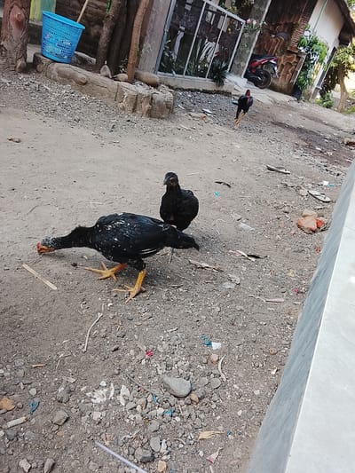 In Gunung Malang, Indonesia, an outdoor scene features two black chickens on a gravelly dirt path. One chicken, speckled with white and with orange legs and feet, is in the foreground, pecking at the ground. Behind it, another black chicken stands facing left. In the background, a red and black motorcycle is parked near a building. A blue plastic basket sits on a wooden stump to the left of the frame. The environment appears to be a somewhat unkempt yard or street, with scattered debris.