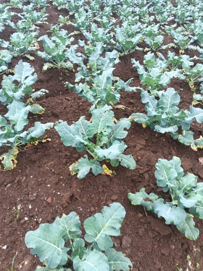 A field of young, green broccoli plants grows in dark brown soil. The plants are evenly spaced in rows, their leaves broad and somewhat ruffled. Some leaves show signs of yellowing or have small holes, indicating possible stress or pest damage. The plants appear to be at a relatively early stage of development, before the formation of the main broccoli head. The image captures an agricultural setting with potential signs of minor plant health issues.