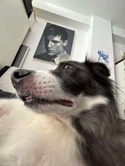 This media file is an image with a close-up perspective of a dog's face, likely a large breed with a fluffy white ruff and grey and black fur around its face. The dog is lying down, and its head is tilted back, exposing its mouth and nose. The dog's expression is somewhat alert, with one eye clearly visible and looking towards the viewer. The background suggests an indoor setting, possibly a room with white walls. A black and white portrait of a person is visible on the wall behind the dog. There are also some decorative stickers on the wall, one of which depicts a blue mythological creature. The lighting in the image is bright, indicating it was likely taken during the daytime. The overall impression is a candid shot of a pet in a domestic environment.