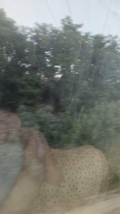 The image captures a blurred outdoor scene, likely viewed through a window, suggesting movement. In the foreground, a person's reflection or presence is visible, with what appears to be a patterned fabric, possibly clothing or a cushion, featuring a grid of dark dots on a light background. Behind this, a dense collection of green foliage, representing trees and bushes, fills the middle ground. Overhead, faint lines suggestive of power lines stretch across a pale, overcast sky. The overall impression is one of transient observation, with the specific location in Sankt Pölten, Austria, being absent from the visual data.