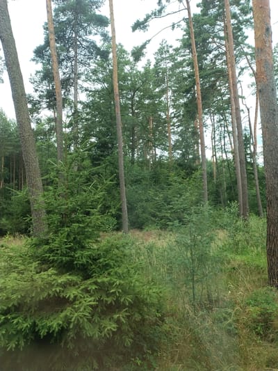 The media file depicts a forest scene in Slabčice, Czechia. The primary subjects are tall, mature pine trees with rough bark, interspersed with dense green foliage and smaller fir trees. The trees are arranged in a linear fashion, suggesting a path or clearing within the forest. The scene is dominated by natural elements, with no people or man-made objects visible.
The image appears to have been taken during the daytime, indicated by the overall brightness and the presence of shadows cast by the trees. The weather seems overcast or the lighting is diffused, as there are no harsh shadows. The lush greenery suggests a time of year with sufficient rainfall, possibly late spring or summer.
Notable details include the variety of tree types and their varying heights, creating a layered effect. The ground is covered with undergrowth, grass, and dried leaves, further contributing to the natural setting. The overall mood of the image is peaceful and serene, capturing the quiet ambiance of a forest. There is no visible text in the media file.