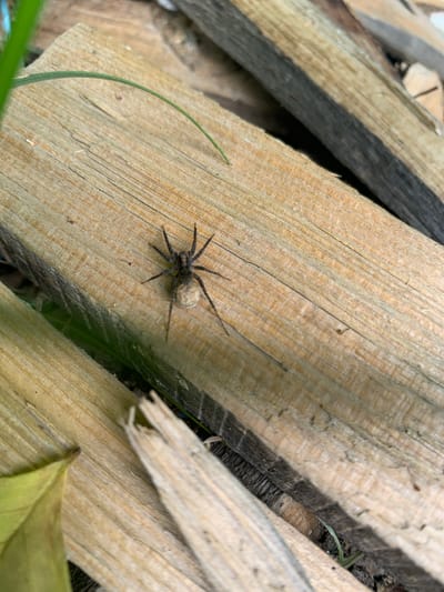 A medium shot captures a spider with a light-colored, rounded abdomen and dark legs resting on a piece of weathered wood. The spider is positioned on a plank with distinct wood grain, which is part of a stack of similar wooden planks. The surrounding environment appears to be outdoors, with hints of green foliage and dry earth visible in the background. The lighting suggests it is daytime.