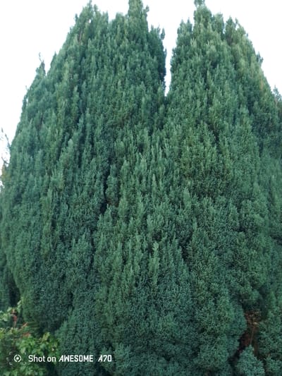 The image is a low-angle, full-frame shot of a large, dense evergreen tree, likely a cypress or juniper, with a distinctive split top. The tree's foliage is a deep, muted green, with a slightly blueish tint. The texture of the foliage is finely detailed, showing numerous small, scale-like leaves. The sky behind the tree is overcast and a pale white, providing a stark contrast to the dark green of the tree. In the lower left corner of the image, a small section of another green plant with some red-tinged leaves is visible, partially obscured by the main tree. The bottom edge of the image contains a watermark that reads "Shot on AWESOME A70". The image appears to have been taken outdoors, possibly in a park or garden. There are no people or animals visible in the image. The scene is static and there are no actions or interactions taking place. Based on the provided context, the location is Lohmar, Germany.