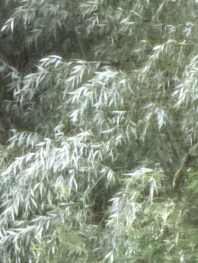 The image depicts a close-up view of foliage, characterized by numerous elongated, light-colored leaves against a darker, muted green background. The texture suggests a painterly or slightly blurred effect, obscuring fine details of individual leaves and branches. The overall impression is of a dense, leafy growth, possibly a tree or shrub, with a focus on the way light catches on the leaves. No specific urban or natural landmarks are discernible, and the image does not contain any information to place it in Морозовка, Russia.