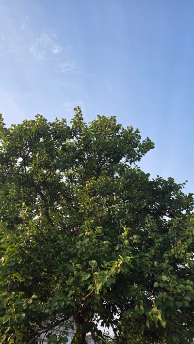 A low-angle outdoor shot captures the upper canopy of a lush green tree against a bright blue sky with wispy white clouds. The leaves are densely packed, with some branches and thinner stems visible underneath. The tree appears to be in good health, with vibrant foliage. The lower portion of the image shows glimpses of a white fence and parts of buildings, suggesting an urban or suburban setting. The overall impression is one of a sunny day in Vozsiiatske, Ukraine, with nature prominent against the backdrop of human structures.