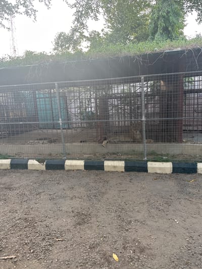 This is a full, eye-level, outdoor shot of a lion enclosure at a zoo in Batagarawa, Nigeria. The enclosure is made of metal fencing and has a covered roof. Inside, two lions are visible, lying down and resting. One lion is positioned on the left side of the enclosure, with its head facing forward. The other lion is in the center, also lying down. The ground within the enclosure is rough and appears to be dirt with some scattered debris. Outside the enclosure, the foreground is a dirt and gravel surface. A black and white striped border runs along the edge of the enclosure's ground. In the background, trees and foliage are visible, and a telecommunications tower can be seen in the distance. The sky is overcast.