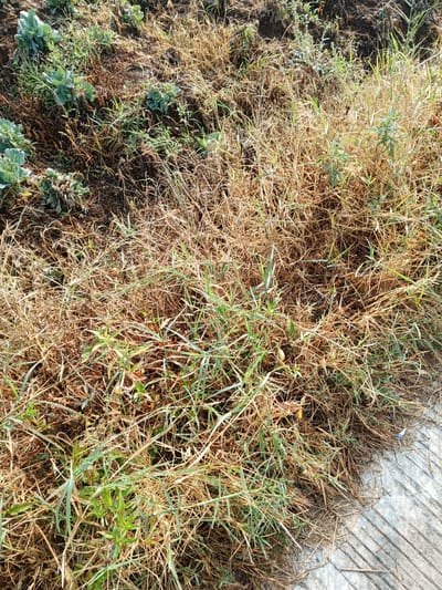 The image shows a patch of dry, brown grass interspersed with some green vegetation, likely weeds or small plants, in Bellanneoya, Sri Lanka. The terrain appears uneven and dusty, suggesting a natural or uncultivated area. A concrete surface with parallel lines, possibly a path or a section of pavement, is visible in the lower right corner, bordering the grassy area. The lighting indicates it is daytime, with sunlight casting shadows. No people or specific actions are depicted.