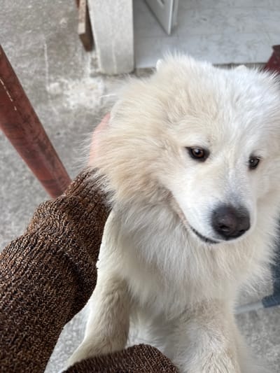The image shows a close-up of a white, fluffy Samoyed dog. The dog is looking directly at the camera with its dark eyes and black nose. A hand wearing a brown knit sweater is positioned under the dog's neck. The background is blurry, showing a concrete floor and a rusty metal pipe. The location is Zgrade, Montenegro.