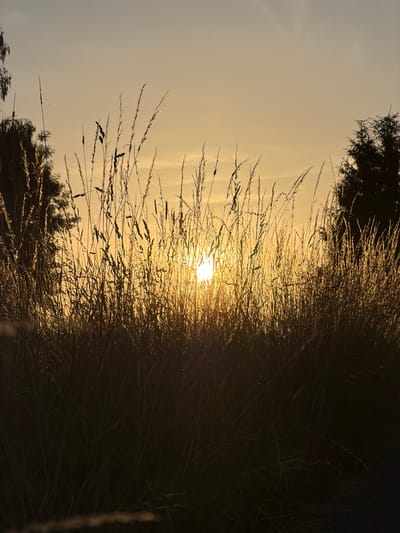 The image depicts a close-up view of tall, dry grass and reeds silhouetted against a bright sunset. The sun, a glowing orb, is visible through the vegetation, casting a warm, golden light that illuminates the scene. The sky is a soft gradient of yellow and orange, with hints of pale blue. On the left side of the frame, the dark silhouette of trees is visible, and on the right, a portion of a dark evergreen tree is also silhouetted. The foreground is dominated by the dense, feathery texture of the dried grasses, with some stalks catching the sunlight and appearing almost luminous. The overall impression is one of a peaceful, natural setting at dusk. This scene is located in Olingen, Luxembourg.