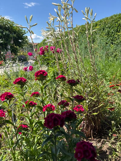 The image shows a garden scene, with red dianthus flowers in the foreground, interspersed with green foliage. Tall white lilies are visible on the left, reaching into the blue sky. In the background, a building with a glass roof is partially visible, surrounded by more greenery. The location is potentially Mursalevo, Bulgaria. There is no evidence of human presence.