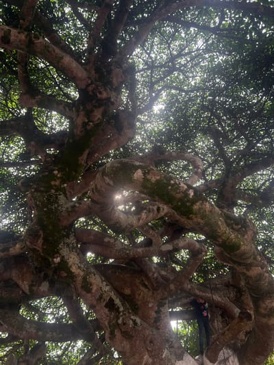 The image depicts a large, mature tree in Santa Rosa de Copán, Honduras. The view is from below, looking up into the dense network of branches. The thick branches are covered with patches of moss and lichen, indicative of a humid environment. Sunlight filters through the leaves, creating a dappled light effect. A person wearing dark clothing is perched among the upper branches of the tree.