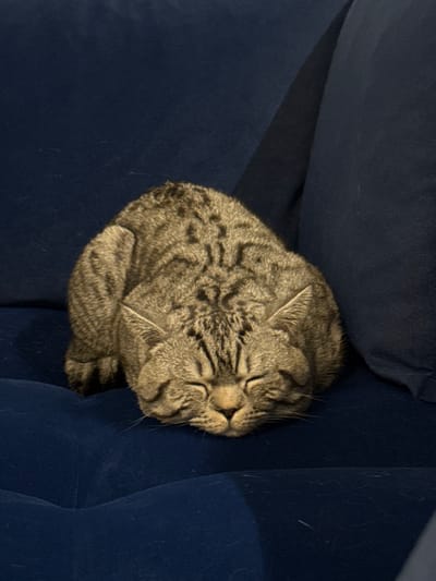 A domestic tabby cat is observed sleeping on a dark blue upholstered sofa or armchair in an indoor setting located in Latsia, Cyprus. The cat, exhibiting shades of brown, grey, and black in its striped fur pattern, is positioned in a "loaf" posture with its head resting on its tucked front paws. Its eyes are closed. The upholstery shows slight indentations from the cat's weight and natural cushioning. A raised section of the same blue upholstery, consistent with a backrest or armrest, is visible to the right and behind the animal. No other subjects or objects are present within the frame.