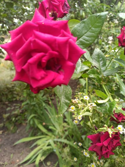 The image shows a close-up view of a red rose in a garden. The rose is in full bloom and its petals are a deep crimson color. The background is a blur of green leaves and foliage, suggesting a natural outdoor setting. There are also some smaller white flowers visible in the background, adding to the garden aesthetic. The lighting suggests it is daytime, likely with sunlight filtering through the leaves. The location is identified as Saksahan, Ukraine, indicating an urban or suburban garden environment in that city. There are no people, animals, or any discernible actions or interactions captured in the image. The scene is static and focused entirely on the flora.