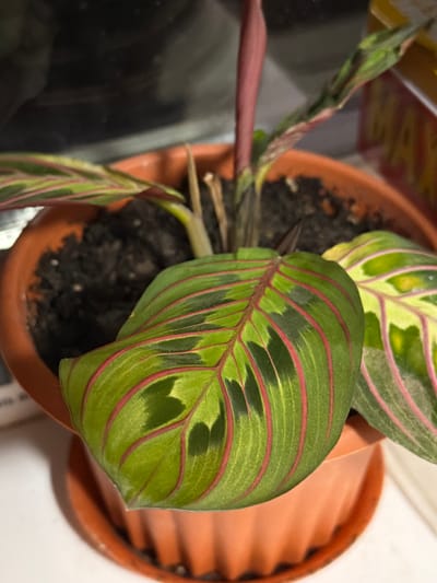 The image shows a close-up of a potted plant, likely a Maranta, with distinctive green leaves featuring red veins and darker green splotches. The plant is in an orange plastic pot with a matching saucer. The pot sits on a white surface, possibly a windowsill, with a blurred background that includes a hint of a yellow box and dark, reflective surfaces. There is no indication of the city of Krasnyi Krym, Russia, or any people in the image.