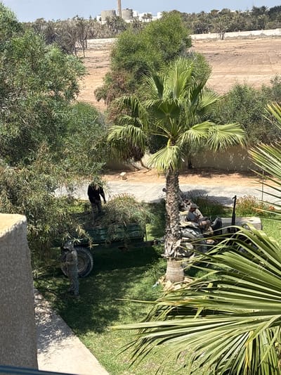 In Taguermess, Tunisia, on a sunny day, a man in a black shirt and camouflage pants stands in the back of a green trailer filled with cut branches and foliage. Next to the trailer, a tractor is parked, and a man wearing a light-colored cap and pants is seated on it, looking at his phone. The scene is set on a grassy area with a palm tree and other dense green foliage. In the background, a dusty field and distant buildings are visible. A person in camouflage clothing is standing near the trailer.