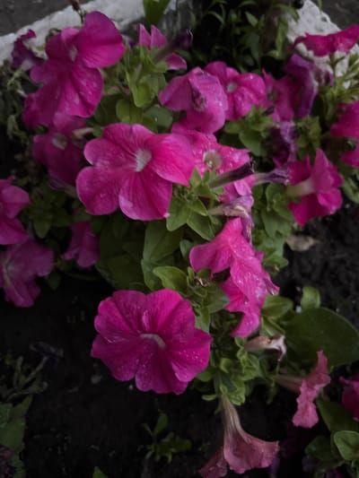 This media file captures a close-up view of a cluster of vibrant pink petunias, some of which are adorned with tiny water droplets, suggesting recent rainfall or watering. The flowers are in various stages of bloom, with some fully open and others still developing. Their petals are delicate and ruffled, showcasing a rich magenta hue. Green foliage surrounds the blossoms, providing a lush backdrop. The lighting appears to be natural, hinting at an outdoor setting, possibly a garden or park in Balabanovo, Russia. The overall mood is serene and naturalistic, emphasizing the beauty of the flowers. There is no visible text in the image.
