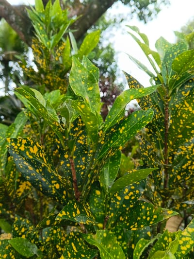 The image depicts a close-up, static view of a Codiaeum variegatum (Croton) plant located in Trairão, Brazil. The central subject is a cluster of broad, ovate leaves that are predominantly green with numerous irregular yellow speckles and blotches across their surfaces. Several leaves overlap, displaying varied orientations and individual stems. The background is significantly out of focus, showing blurred green and dark masses consistent with additional foliage or distant vegetation, along with lighter, amorphous areas suggestive of an overcast sky or bright light source above. No people or specific actions are visible in the scene. The lighting indicates an outdoor daytime environment.