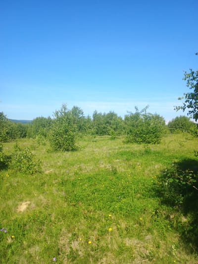 The image depicts an outdoor scene with a bright blue sky occupying the upper portion. The lower part of the image shows a grassy field interspersed with several small to medium-sized deciduous trees, some of which are bare of leaves. In the background, there is a dense line of trees forming a forest. Scattered across the grassy field are small yellow and purple wildflowers. The overall environment appears to be a natural landscape in Verkhnia Yablunka, Ukraine, under clear skies. There are no people or animals visible in the image.