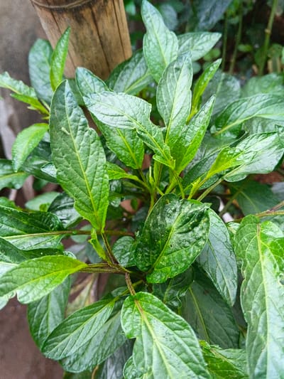 A vibrant green plant with textured, lance-shaped leaves dominates the frame. A few leaves have insect damage. Brown, branching stems support the foliage. A weathered, light-brown wooden post stands near the upper left, contrasting with the plant's freshness. Hints of other greenery blur in the background. The overall impression is one of healthy, leafy growth in a garden setting.