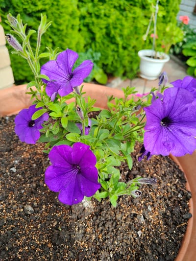 A close-up, eye-level shot shows a potted plant with several vibrant purple petunia flowers and green foliage. The plant is in dark soil within a terracotta-colored pot. The background is blurred, with a green hedge and some out-of-focus objects suggesting an outdoor setting in Starosemeikino, Russia. A tiny ladybug is visible on a stem of the petunia plant. The lighting is natural and bright, indicating daytime.