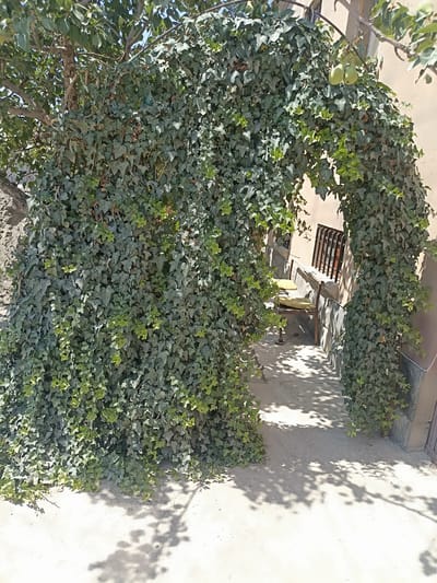 An outdoor scene in Aygezard, Armenia features a pathway or courtyard partially covered by dense ivy that forms an archway. To the right of the archway, a building with light-colored walls is visible, featuring a barred window. Two simple wooden chairs with yellow cushions are placed on the ground within the archway, one behind the other, suggesting a seating area. Sunlight casts dappled shadows of leaves and branches on the ground. Above the ivy arch, two green fruits hang from a tree branch. The overall impression is a secluded, naturalistic outdoor space.