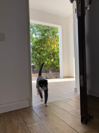 A black and white cat walks on a tiled patio in front of an open doorway. The cat is walking towards the camera,  its head tilted slightly downward. The doorway leads to a house with a white wall.  The patio is made of beige colored tiles. Behind the patio is a small, leafy tree and a brown wooden fence. The house is located in Gan Yavne, Israel, at the coordinates 31.779, 34.703. The cat is looking directly at the camera, and there is a door closed in the foreground. The image was taken from inside a house, looking out towards the patio.  The sun is shining brightly, and there are no other people or animals in the image.