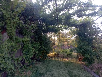 A rustic, overgrown garden scene is depicted, likely in the city of Inhulo-Kamianka, Ukraine. The foreground is dominated by a dense, green lawn with tall grass interspersed with wildflowers, illuminated by dappled sunlight. A concrete curb runs along the bottom right of the frame. In the midground, a wire fence stretches horizontally, with several metal posts supporting it. Beyond the fence, various trees and bushes are visible, some with delicate branches and foliage catching the golden light of what appears to be late afternoon or early morning. The background reveals a concrete wall, possibly a property boundary. Dominating the left and central portions of the image is a lush, vine-covered structure. Thick green vines with broad leaves are draped over a metal frame, creating an archway or arbor. Some of the vines show developing clusters of small, green fruits, suggesting they are grapevines. The overall impression is one of a natural, somewhat unkempt, but beautiful outdoor space. There are no people or animals visible in the scene.