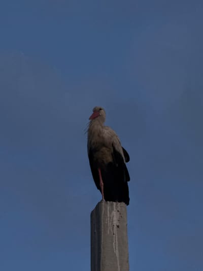 A white stork is perched on top of a concrete pillar against a clear blue sky. The stork is facing to the left, with its head slightly turned towards the viewer. Its body is predominantly white, with black wingtips visible. The stork's legs are bright red. The concrete pillar is rough and appears weathered, with some white streaks running down its surface. The image was captured in Troitske, Ukraine.