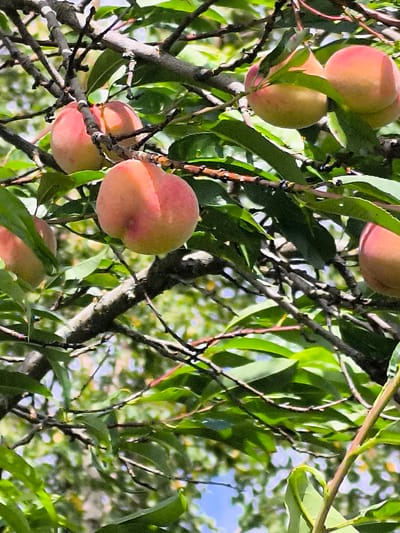 This is a close-up, vertical, eye-level shot of a peach tree in the city of Mažučiai, Lithuania. The image focuses on several ripe peaches hanging from branches, interspersed with green leaves and thin, dark brown twigs. The peaches are primarily a pale pinkish-orange hue with hints of red and yellow, exhibiting the characteristic round shape of the fruit. Some peaches are fully visible, while others are partially obscured by leaves and branches. The background consists of soft, out-of-focus green foliage and hints of a bright blue sky, suggesting an outdoor, daytime setting. There are no people or animals visible in the image, and no specific structures or identifiable landmarks of Mažučiai are present. The lighting appears natural and diffused, indicating it's likely daylight.