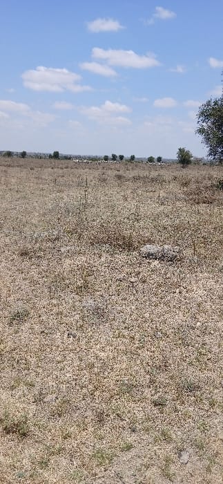 The image displays an expansive, arid outdoor environment under a blue sky with scattered white cumulus clouds. The foreground and midground consist primarily of dry, light-brown vegetation, appearing as sparse, withered grass and low-lying weeds covering sandy-brown soil. Several small rocks are visible on the ground. In the distant background, a horizontal line of green trees marks a natural boundary or distant terrain. Among these trees, a cluster of white objects, consistent with grazing livestock (possibly sheep or goats), is discernible. A portion of a denser green tree is visible on the far right edge of the frame. No human subjects, structures, or active interactions are present. The scene is located in Kinanie ward, Kenya.
