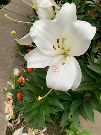 A close-up shot focuses on a white lily in bloom, with its large, trumpet-shaped petals unfurling. The stamens, tipped with brown anthers, are visible at the center of the flower, dusted with orange pollen. The lily is surrounded by lush green foliage. In the background, a path of grey concrete is visible, along with a scattering of small orange flowers. This image was taken in the city of Zvanka, Russia, likely in a garden or natural outdoor setting. There are no people or animals present in the image.