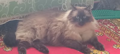 A long-haired cat with brown and cream coloring, blue eyes, and dark points on its ears and face is lying on a pink rug with a floral pattern. The cat is positioned in the center of the frame, facing the camera. Behind the cat, a green textured mat is visible, and further back, a light green curtain with a white swirling pattern hangs. To the left of the cat, a dark blue fabric is present. The scene appears to be indoors.