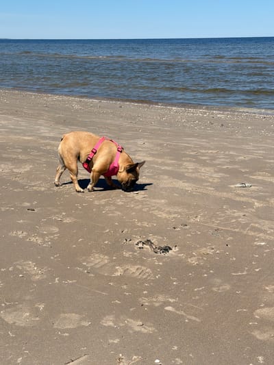 The photograph depicts a medium-sized, fawn-colored French Bulldog dog wearing a pink harness, lying on a sandy beach in Ragaciems, Latvia. The dog is positioned on the right side of the frame, near the edge of the sea, with its head oriented towards the upper right corner. The beach sand is light brown and exhibits various footprints and scattered debris. The sea is a muted blue-gray and occupies the left side of the frame, meeting the sand at the shoreline. The sky, a pale blue, is visible at the top left corner of the image. The scene appears to be captured in daylight, with distinct shadows cast by the dog.