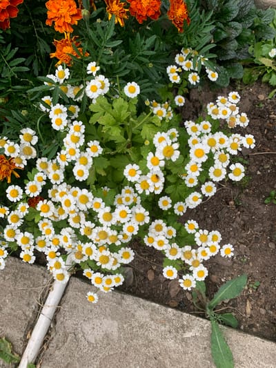 The image depicts a close-up view of a garden bed in Zvanka, Russia. The foreground is dominated by a cluster of small, white daisy-like flowers with yellow centers, interspersed with green foliage. Some orange marigolds are visible in the upper left quadrant of the image. The ground appears to be a mix of dark soil and scattered pebbles. A rough, gray concrete surface runs along the left side of the image, with a white pipe-like object protruding from it and intersecting the flower bed. A single green leafy weed is growing from the soil near the concrete edge in the lower right. The overall scene suggests a natural, outdoor setting.