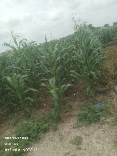 The image depicts a field of tall, green corn stalks under a cloudy sky. The corn plants are densely packed, with some reaching considerable height and showing tassels. The ground is a mixture of dry soil, sparse green weeds, and some dry grass on the right side. In the distance, a power pylon is visible, suggesting the presence of electrical infrastructure. The overall scene is of a rural agricultural landscape. The date and time stamp on the image indicates "2026/07/07 13:02". There is also text that reads "Enter text" and "Infinix NOTE 12". The weather appears to be overcast, and the time of day is mid-afternoon. The location is identified as Kinkinau, Nigeria. There are no people or animals visible in the image.