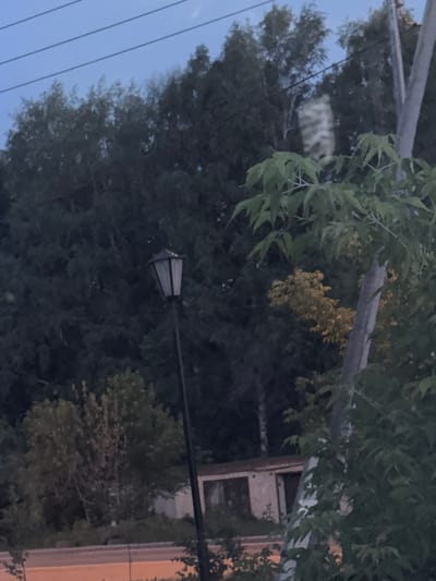 The image depicts a street scene in Zonalnaya Stantsiya, Russia, at dusk. The foreground is dominated by lush green foliage, with some yellow flowers visible. A street lamp with a dark, hexagonal shade is suspended from a pole extending into the frame. Power lines are also visible in the background, suggesting an urban or suburban environment.

Behind the trees, a building with a light-colored facade and dark window frames can be seen. The overall mood is serene, with the dimming light indicating the transition from day to night. There is no discernible text in the image. The scene is quiet and still, with no people or animals visible. The weather appears to be clear, with a pale blue sky peeking through the leaves. The composition is a slightly tilted, medium shot that captures a slice of everyday life in a Russian town.