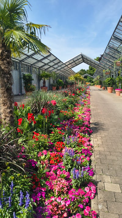 The image shows a pathway next to a row of greenhouses filled with flowers. The pathway is paved with light-colored bricks. A line of brightly colored flowers, including pink, red, and purple blooms, runs along the left side of the pathway. Beyond the flowers, a large palm tree stands to the left, and rows of smaller palm trees and other plants are visible within the greenhouses. The greenhouses have glass roofs and metal frames, and are characteristic of botanical gardens. The sky above is blue with a few wispy clouds. This scene is located in the city of Rain, Germany, at the Apothecary Garden (Apothekergarten).