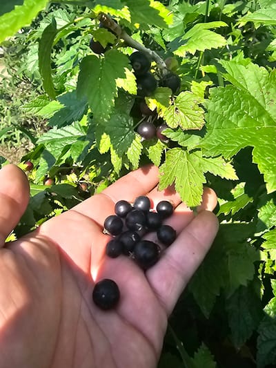 A close-up, eye-level outdoor shot captures a person's hand holding a cluster of ripe black currants against a backdrop of green currant leaves and branches. The hand, with its palm facing upwards, cradles approximately 15-20 berries. The berries are dark, round, and appear smooth, with some showing slight indentations or variations in their spherical shape. Sunlight illuminates the hand and berries, creating a warm glow and casting subtle shadows. The leaves in the background are a vibrant green, some showing small brown spots. The overall scene suggests the act of harvesting fruit in a garden or natural setting. The image is presumed to be from Georgievka, Russia, though no specific landmarks are visible to confirm this location.