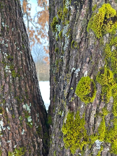 The image displays a close-up, vertical view of two tree trunks in Доња Брезна, Montenegro, during winter. The left trunk, slightly angled, and the right trunk, more vertical, frame a narrow gap in the center. Both trunks exhibit dark brown, deeply furrowed bark. Patches of vibrant, bright green moss, some appearing stellate, are densely clustered on the bark, particularly prominent on the right trunk. Scattered light grey-green lichen formations are also visible. Through the central gap, a distant scene reveals a snow-covered ground at the bottom and the pale, leafless branches of deciduous trees against a light sky, with some trees retaining light brown leaves. No people, specific actions, or direct interactions are visible. The environment indicates a natural, cold-weather setting.