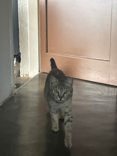 The scene depicts an interior setting, likely a domestic hallway or room, in Dasaki Achnas, Sovereign Base Areas of Akrotiri and Dhekelia. In the foreground, a tabby cat, exhibiting a grey and brown striped coat pattern, walks directly towards the viewer on a dark, reflective floor surface. Its tail is raised and slightly curved upwards. The cat has green-yellow eyes and a focused expression. In the background, partially obscured by a light-colored door frame on the left, a black and white cat is visible, peering from behind the frame. Only its head and part of its white chest are visible, with its gaze directed towards the viewer or the tabby cat. To the right, a closed, plain brown door with a horizontal panel indentation occupies the majority of the background. The lighting suggests an indoor environment, possibly with ambient light from an unseen source, creating reflections on the floor.