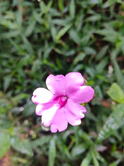The image displays a close-up, top-down view of a single pink flower against a blurred green background. The flower is centrally positioned, exhibiting five distinct, rounded petals predominantly vibrant pink or fuchsia, with lighter pink or white coloration along the edges of the petals, particularly on the left side. A darker pink central reproductive structure is visible. Tiny, clear droplets, likely water, are present on some petal surfaces. The background consists of out-of-focus green foliage or grass, indicating an outdoor natural environment. No people, animals, or man-made objects are visible. The scene is consistent with an outdoor natural setting, presumed to be within Mengzi City, China.
