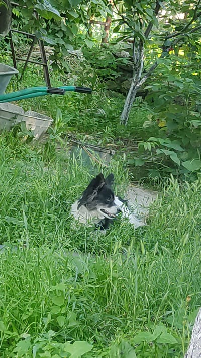 A black and white dog is lying in tall green grass, holding a piece of black material in its mouth. The dog appears to be resting, with its head tilted back and its mouth slightly open. The setting is outdoors, with lush greenery and some dappled sunlight suggesting it is daytime. There are some hints of man-made objects in the background, such as what appears to be a metal structure and some green hoses. The overall impression is one of a dog relaxing in a natural, somewhat unkempt environment.