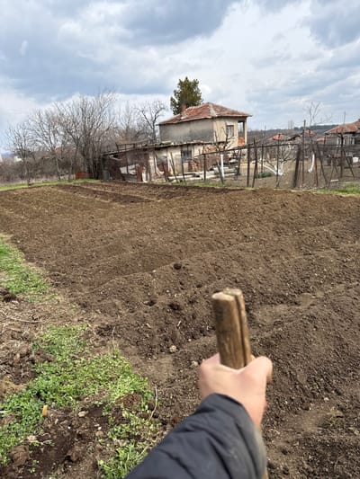 An overhead-angle image captures a tilled garden plot in Beli Izvor, Bulgaria, under an overcast sky. In the immediate foreground, a human hand, clad in a dark sleeve, holds a weathered wooden stick vertically, pointing towards the tilled soil. The ground directly beneath the hand and in the lower-left quadrant consists of patches of green vegetation interspersed with disturbed earth.
The midground is dominated by a large, rectangular area of freshly tilled dark brown soil, arranged in parallel rows or mounds extending from left to right across the frame.
The background features a cluster of structures. A dilapidated two-story house with a reddish-orange tiled roof and light-colored, weathered walls stands slightly right of center, partially obscured by bare deciduous trees. To its left and behind, additional rustic outbuildings, some appearing to be sheds with corrugated metal or wooden siding, are visible. A rudimentary fence constructed of posts and wire mesh separates the tilled field from these structures. Numerous bare trees and one prominent evergreen conifer are scattered throughout the background. In the far distance on the left horizon, a glimpse of more substantial urban architecture is discernible, suggesting the edge of a settlement. The overall environment suggests a rural or semi-rural setting during late winter or early spring.