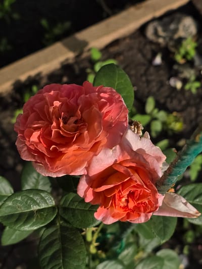 This is a close-up, eye-level shot of two blooming pink and orange roses in what appears to be a garden setting in the city of Petrushenko, Russia. The roses are the primary subjects, with the left rose being larger and more fully open than the rose to its right, which is partially unfurling. Both roses display numerous delicate petals. The background consists of dark soil, green foliage, and a rough wooden plank, suggesting an outdoor environment. The lighting indicates it is daytime, casting shadows and highlighting the textures of the flowers and leaves. There are no people or animals visible in the image.